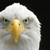 Bald Eagle.