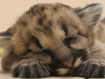 cougar cub