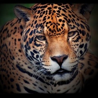 leopard