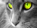 gree eyed cat