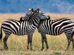 Zebras in Love