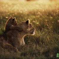 A lioness & her cub at sunrise