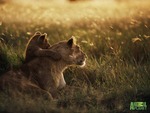 A lioness & her cub at sunrise