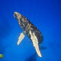 A portrait of a humpback whale