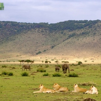 A lion pride & a herd of elephants 