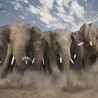 An elephant herd charging