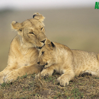 A lioness relaxing with her cub