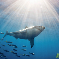 A great white shark & a school of fish