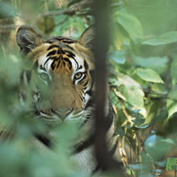 A tiger lying in wait