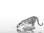 Black N White Tiger