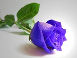 The Blue Rose