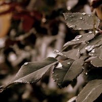 Wet Rose Leaves
