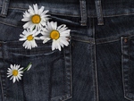 daisies