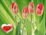 Tulip Love