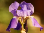 Lavendar Iris