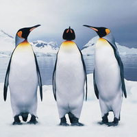 Three Penguins