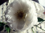 White rose