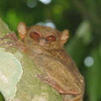Linan Tarsier