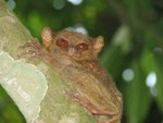 Linan Tarsier