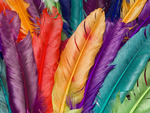 colorful feather