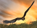 Eagle at sunset