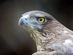 Falcon eyes