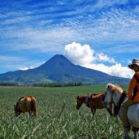 Mt. Matutum & Dole Pineapple Plantation