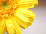 Yellow Daisy