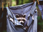 Shy Raccoon 