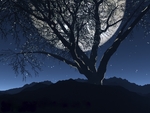 moonlit tree