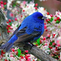 Male Indigo Bunting