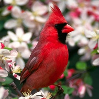 Northern Cardinal