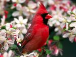 Northern Cardinal