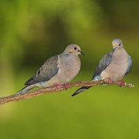 Pair of Mourning Doves