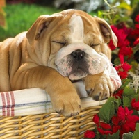 Sleeping the Day Away