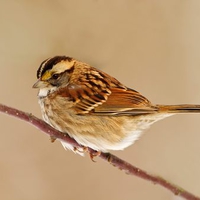 White Throated Sparrow