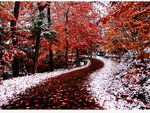 ROAD FROM AUTUM TO WINTER