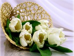White Tulips