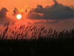 Sunset Among The Reeds