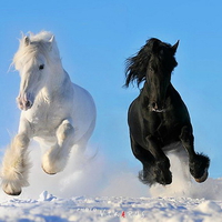 Beauty in black and white