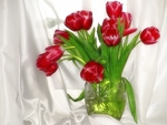 Lovely Tulips