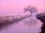 pink winter