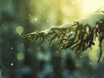 Pine branch with snow