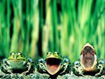 funny frogs