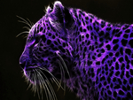 purple leopard