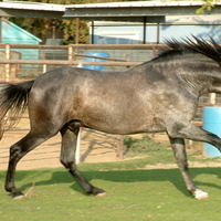 Grey Andalusian