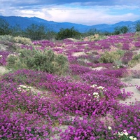 Hill Top Wildflowers