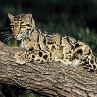 Clouded Leopard
