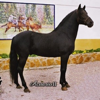 Three blooded:Anglo-Hispano-Arab