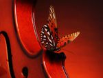 A butterfly landing on a violin